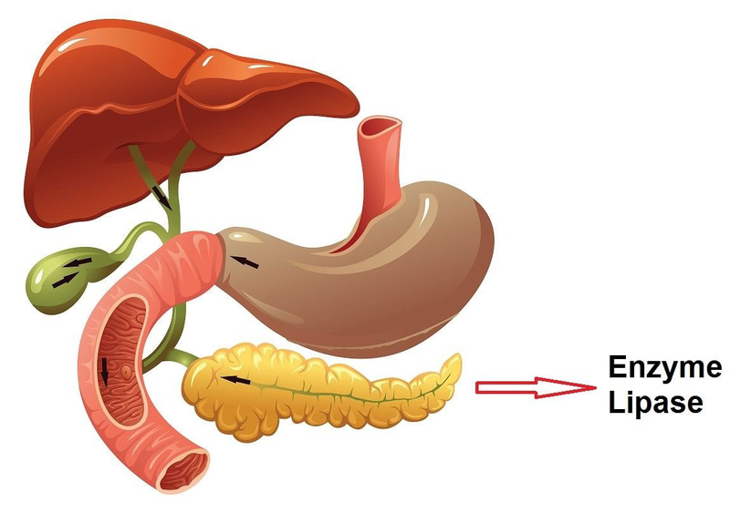 Nguồn gốc của enzyme lipase  