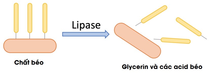 Quy trình hoạt động trong tổng quan về enzyme lipase