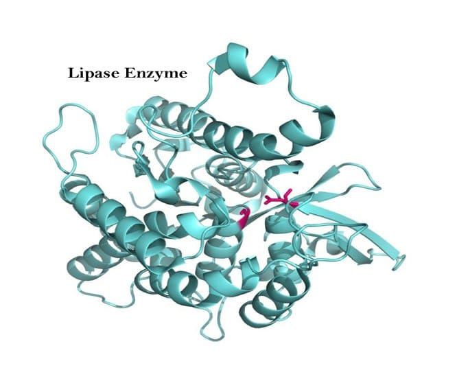 Enzyme Lipase có tác dụng gì