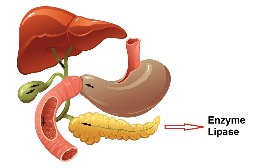 Enzyme Lipase có tác dụng gì